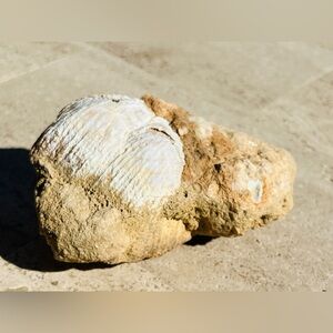Brachiopod Shells Cluster Fossil near Page, Arizona 3.5 inches wide